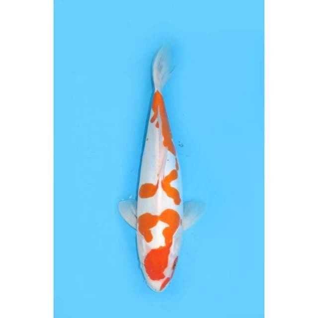 Doitsu Pola Ori Unique - 42cm Female