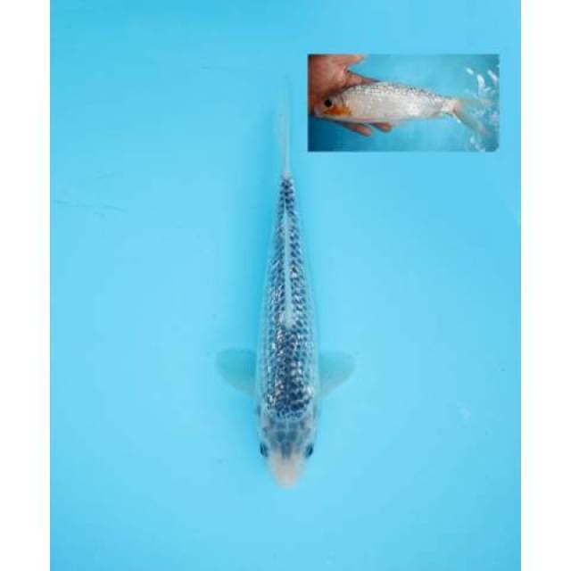 ASAGI GINRIN 24 CM MALE