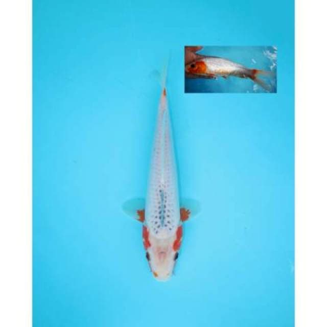 ASAGI 26 CM FEMALE