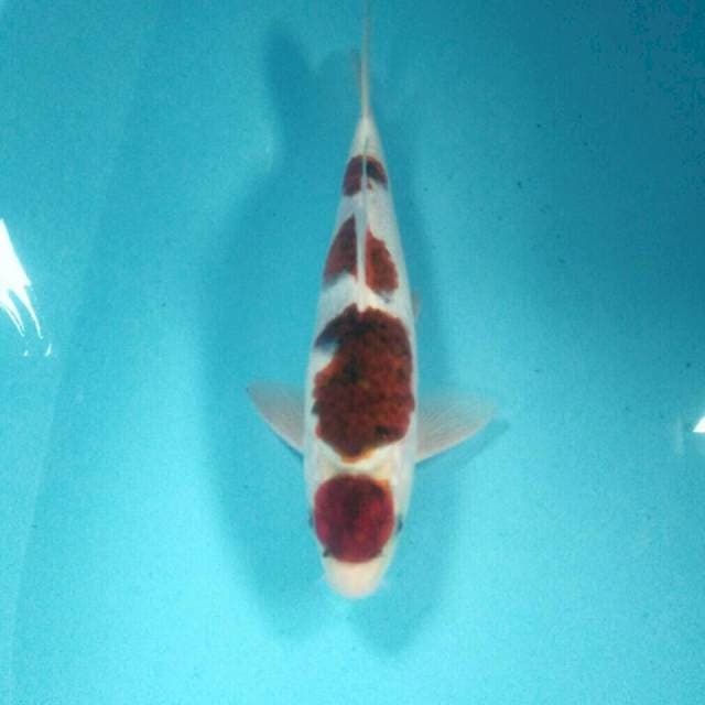 Goromo, male 33 cm