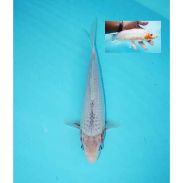 ASAGI 24 CM FEMALE