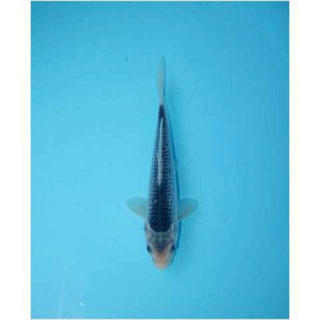ASAGI 22 CM MALE