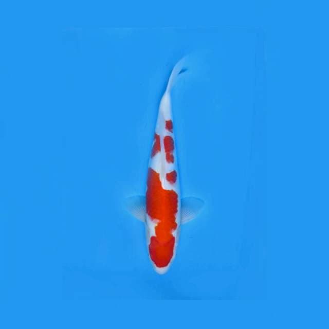 A1- KOHAKU HQ 42cm