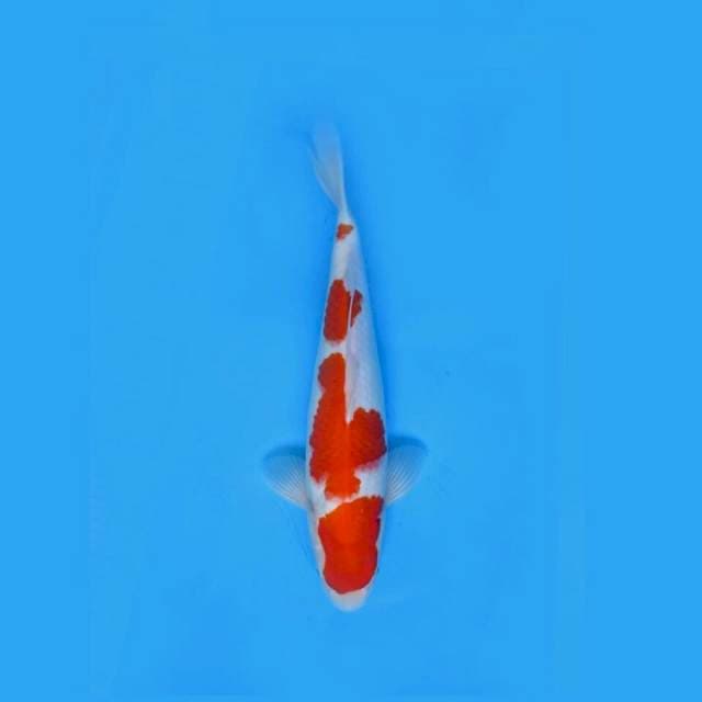A2- KOHAKU HQ 42cm