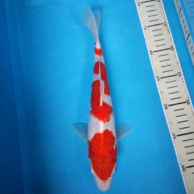 Kohaku