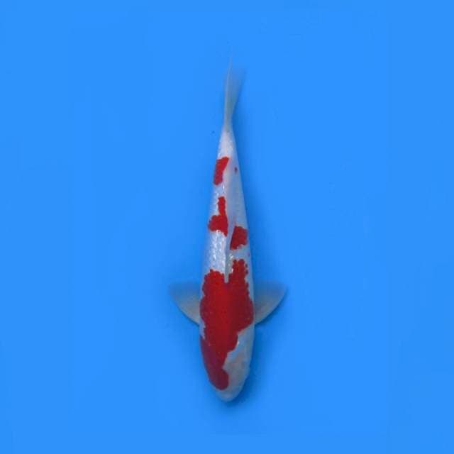 A4- KOHAKU GINRIN HQ