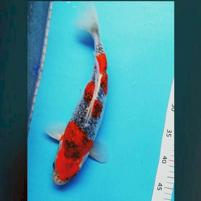 Goshiki ginrin punuk 34cm