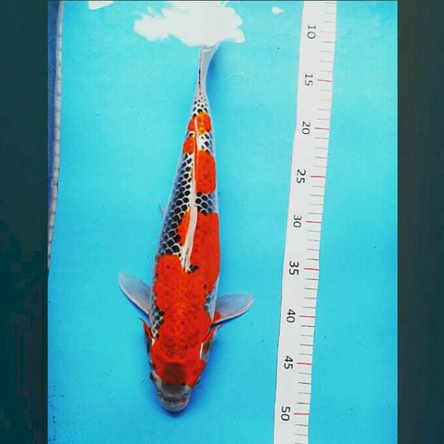 Goshiki bulky 43cm