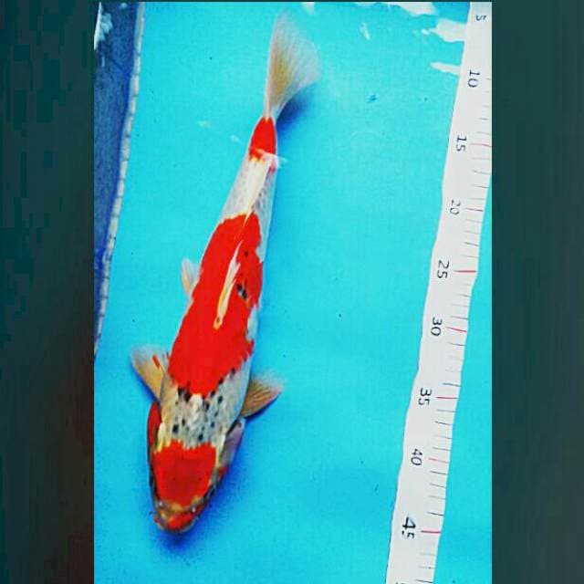 Goshiki 40cm male