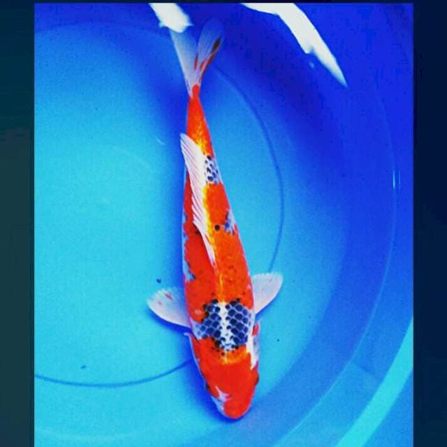 Beauty red 37cm