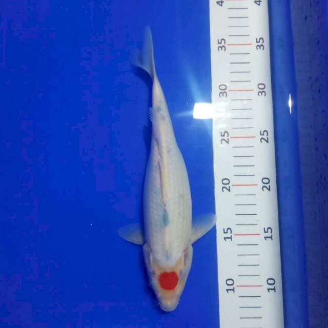 Tancho sanke tategoi 26cm matanya satu
