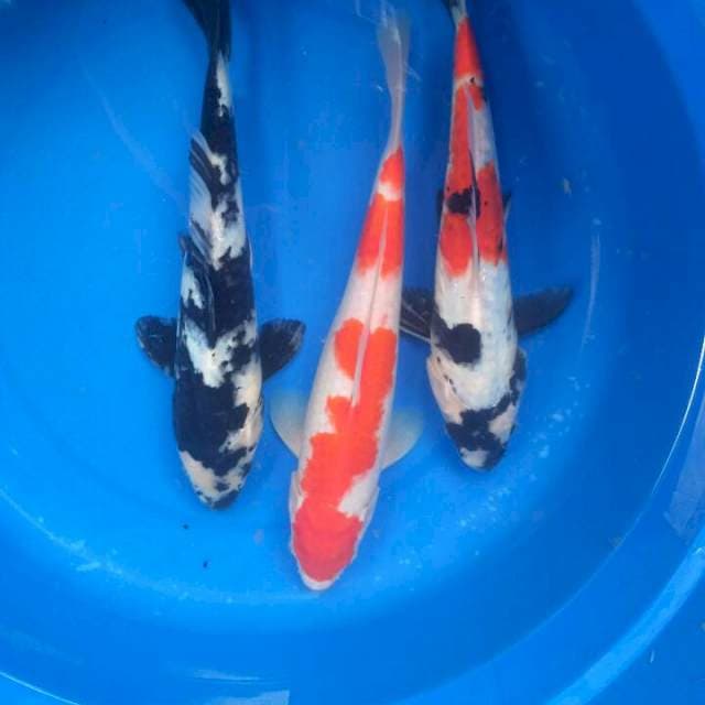 Sk mix hg