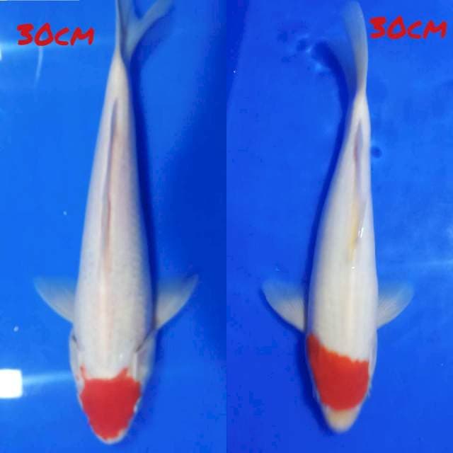 Dua Tancho kohaku siip 30cm