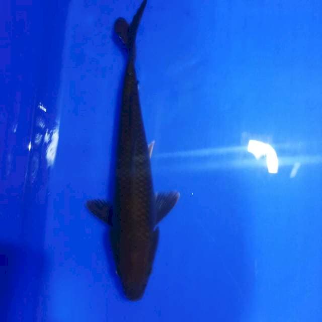 Chagoi unik 20cm siip