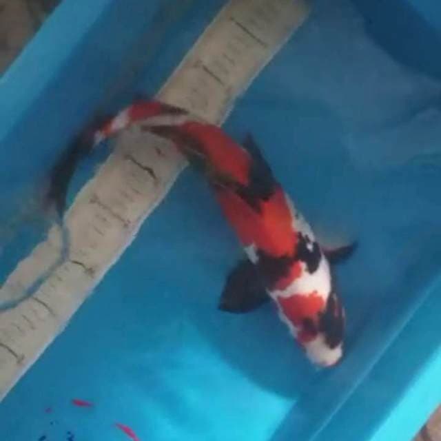SHOA DOITSU JANTAN 40 CM