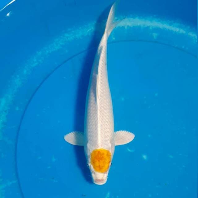Tancho Hariwake (jarang ada) 