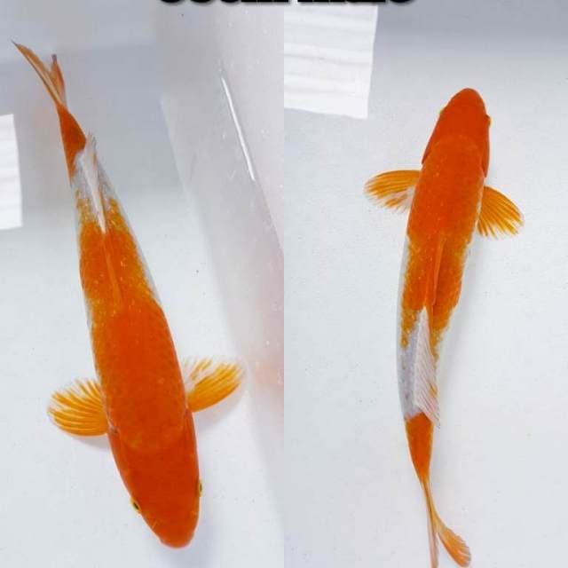 OCHIBA CARAMEL ANTIK 38cm MALE