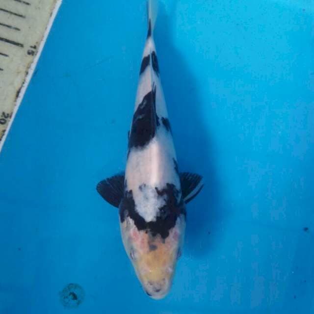 20 cm shiro