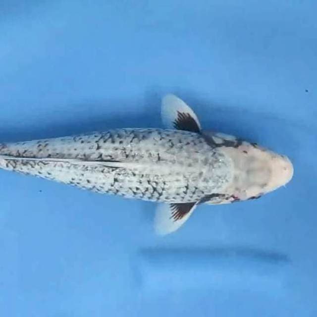 Matsukawabake40cm
