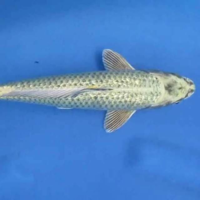 Mukasi 29cm