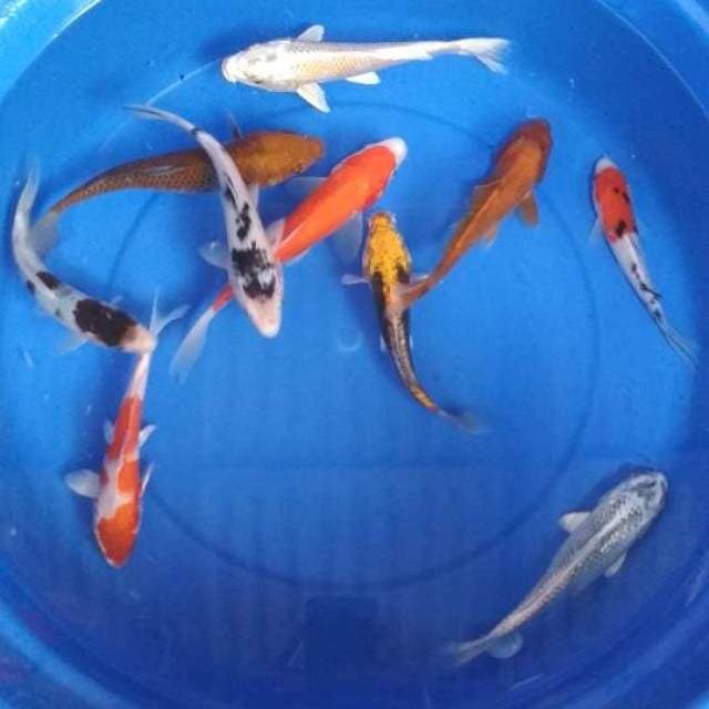 Mix 10 ekor 15-22cm