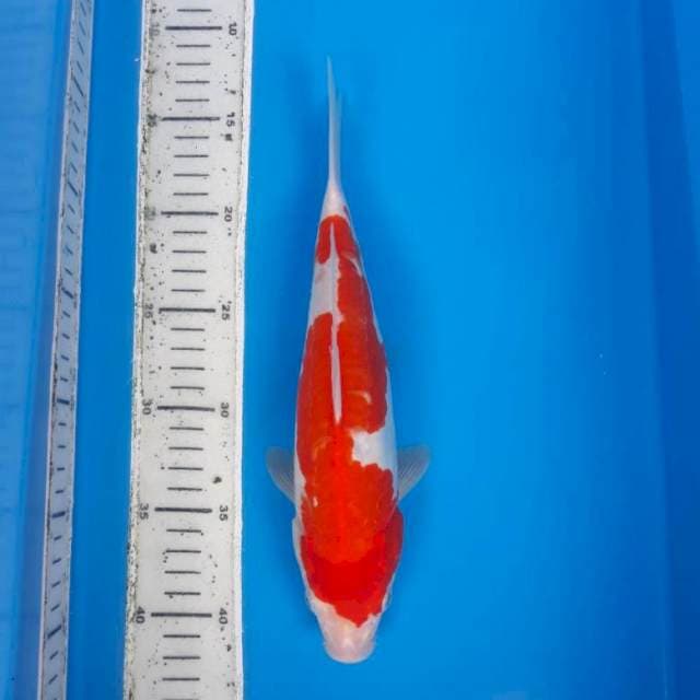 Kohaku doit 29cm