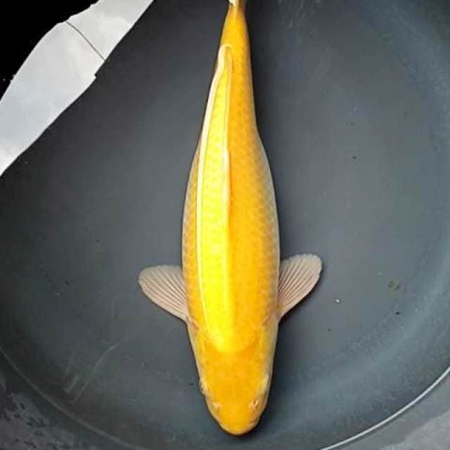 KARASHI 35 CM