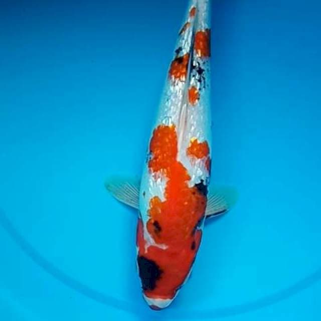SHOWA GINRIN FULL MANTAP,  BULKY 29 Cm