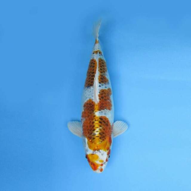 KUJAKU GOOD BODY 39 CM