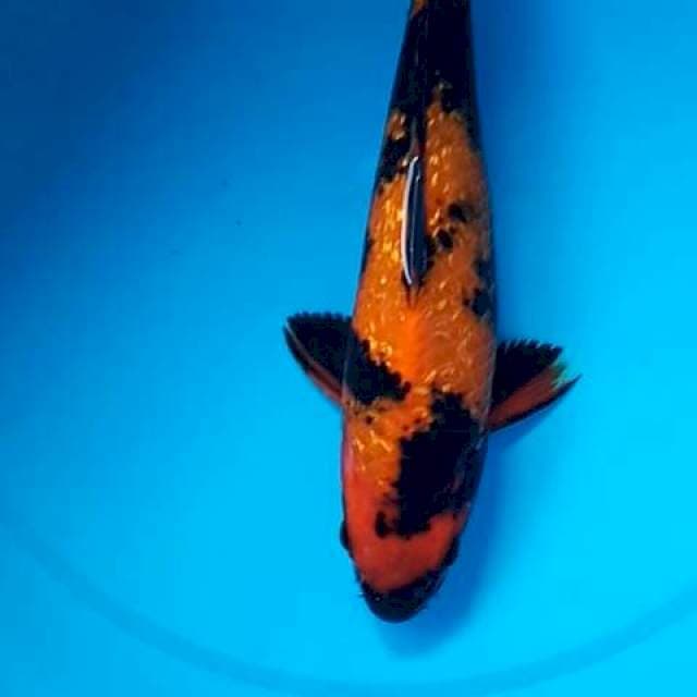 HI UTSURI GINRIN FULL JANTAN, BULKY 27 Cm