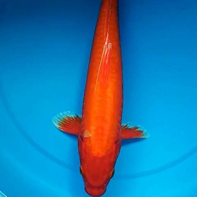AKA HAJIRO DOITSU 35 CM