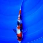 Classic Showa 27cm