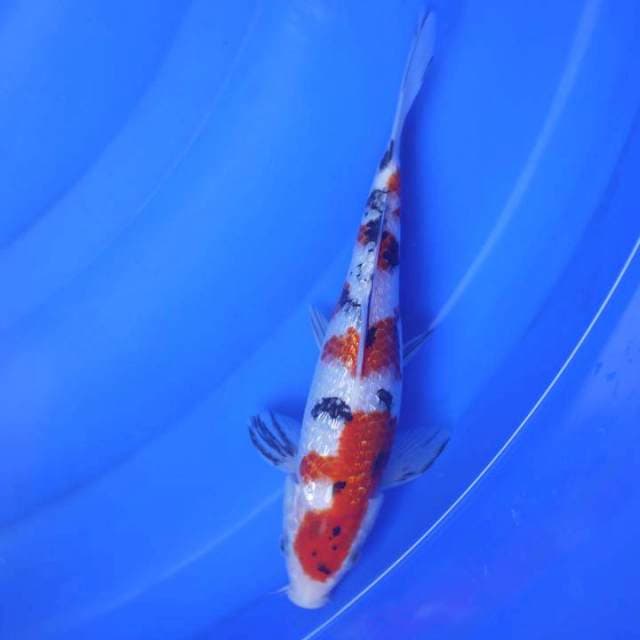 Ginrin Showa 21cm