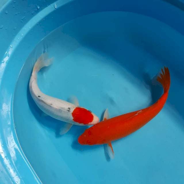 Tancho sanke dan akahajiro 32 cm