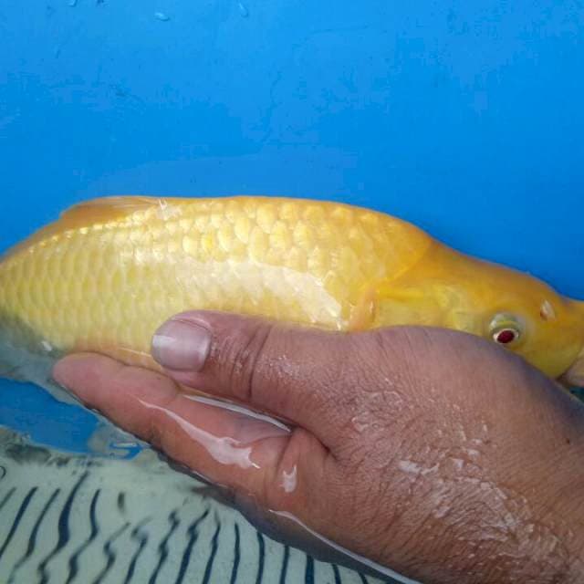 f1 konishi karashi red eye