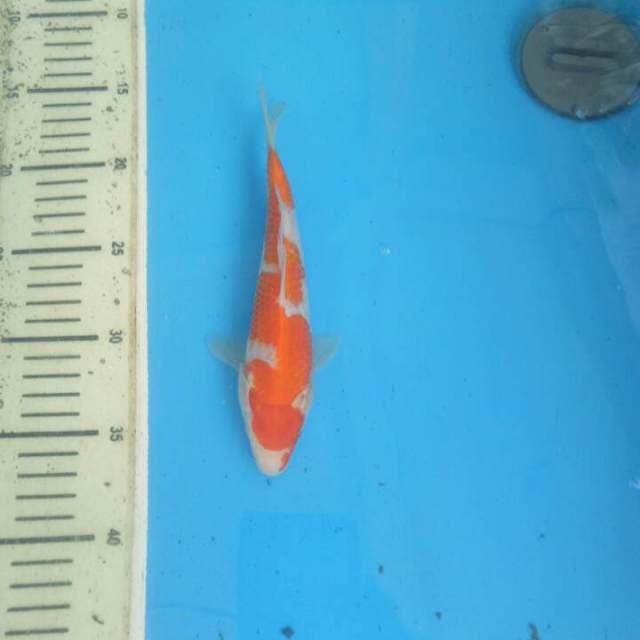 f1 kuhaku inazuma hiroi