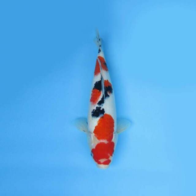 SANKE 34 CM