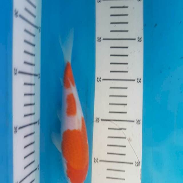 Kuchibeni Kohaku F1 Momotaro