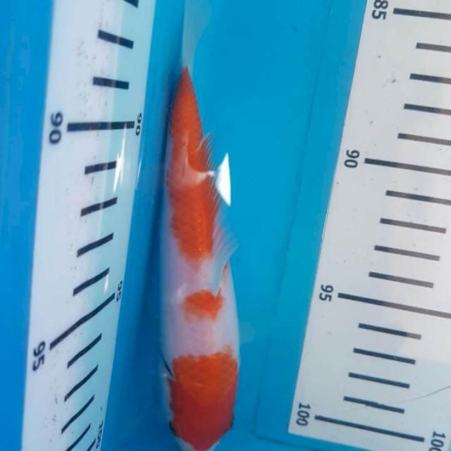 Kohaku F1 Momotaro