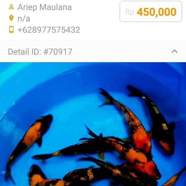 KORBAN PHP ARIEP MAULANA || 15-20CM
