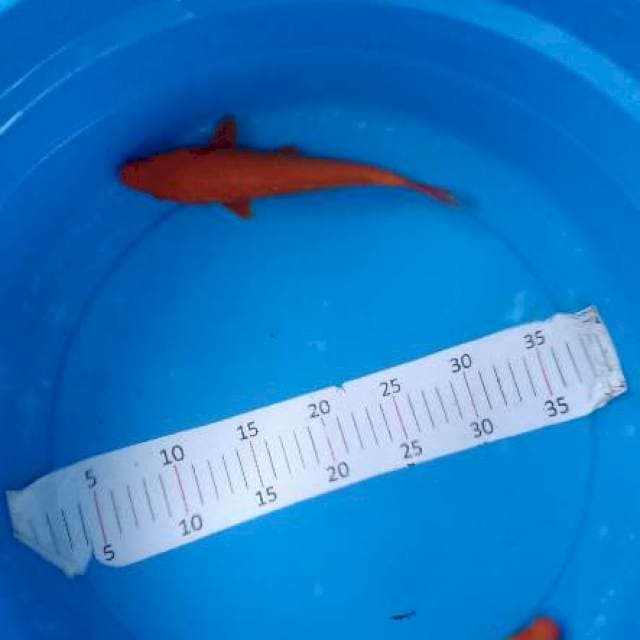 2 benigoi