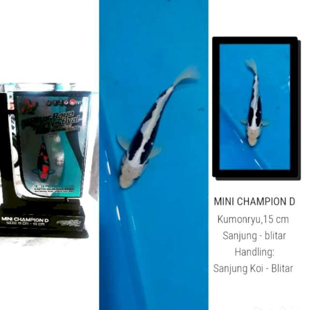 Kumonryu 15 cm Mini Champion D 1st Blitar Raya Koi Festival