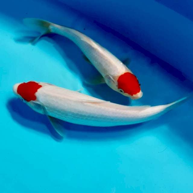 Tancho kohaku 26-30cm male dan female