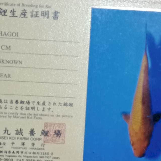 Chagoi