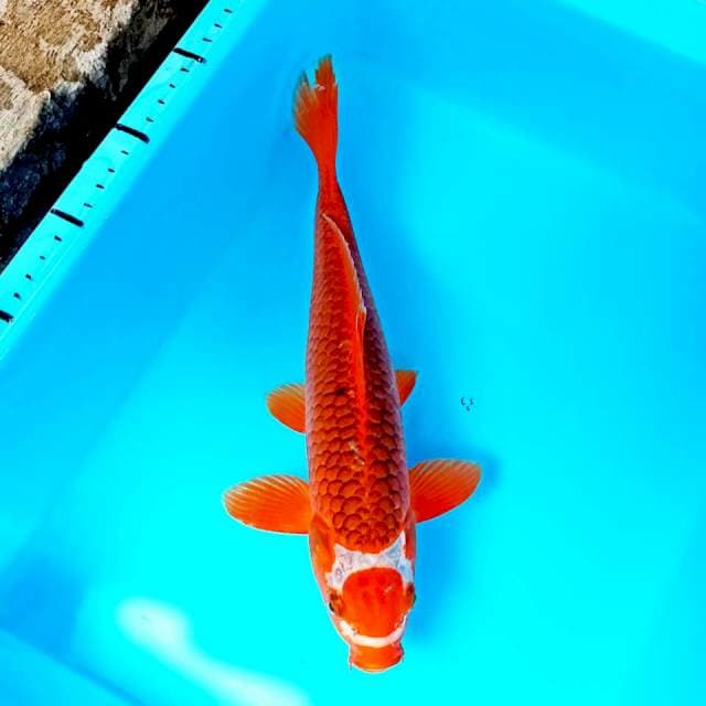 Tancho Aka Matsuba
