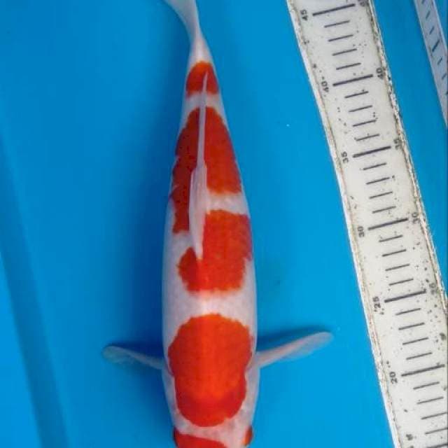 Kohaku original male 37cm