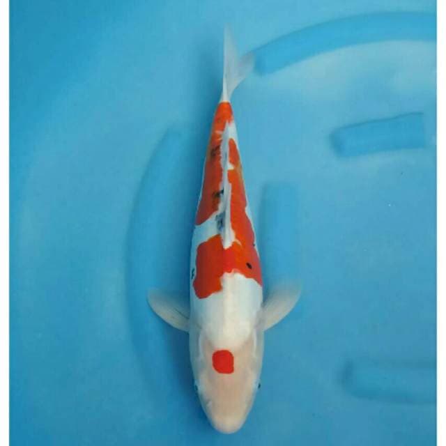 Ogata Jumbo Female Sanke Doitsu