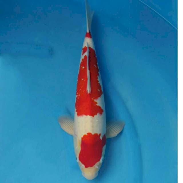 Ogata Jumbo Male Kohaku