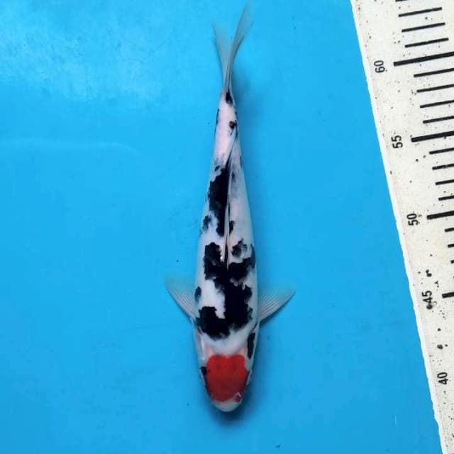 Tancho sanke 23cm