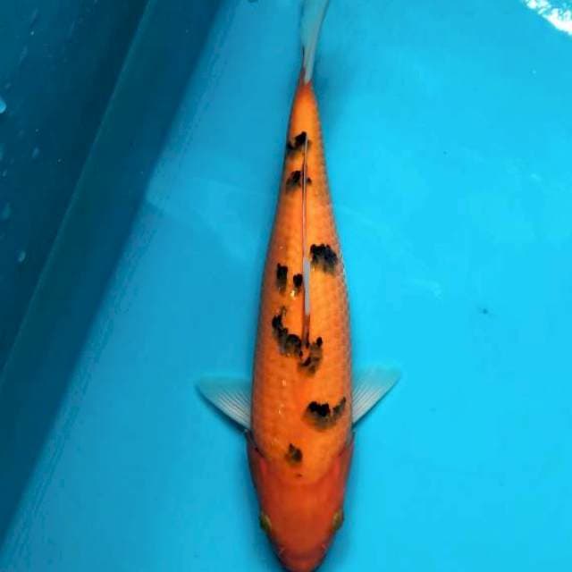 Aka Bekko 28cm